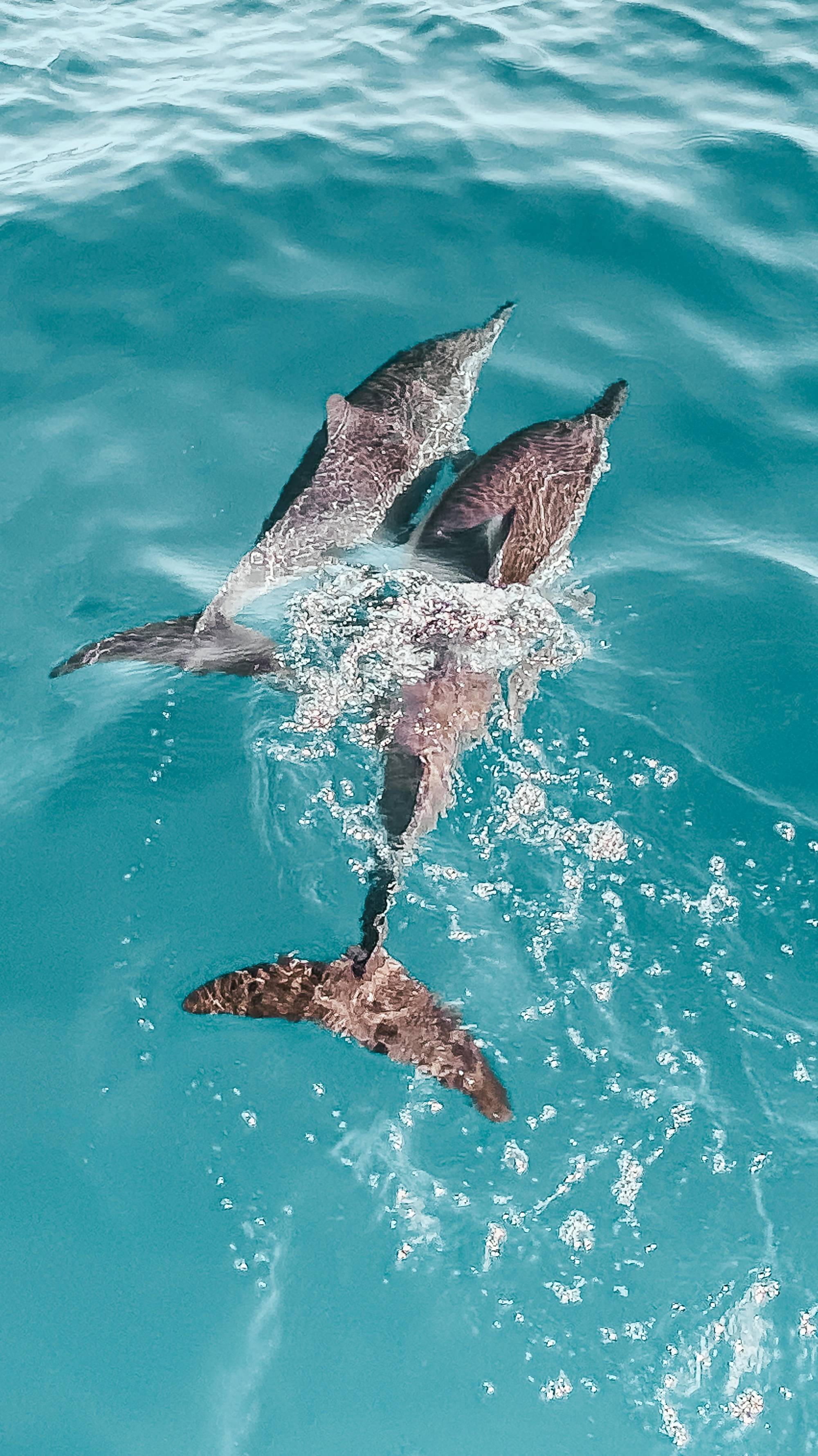 Sunset Dolphins Pula: Family-Friendly Dolphin Watching Tours